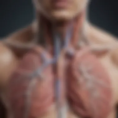 Anatomy of the Respiratory System Illustration depicting the anatomy of the respiratory system with highlighted areas affected by cough.