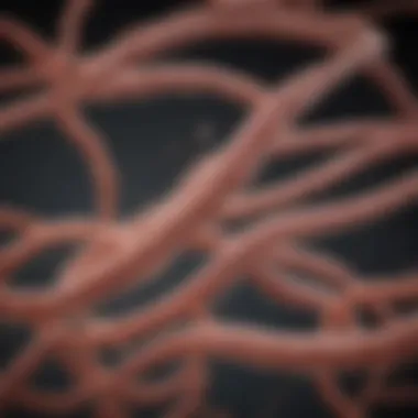 Routes of E. coli Transmission Infographic on E. coli transmission routes