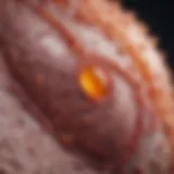 Illustration depicting the cellular composition of inflammatory granulomas.