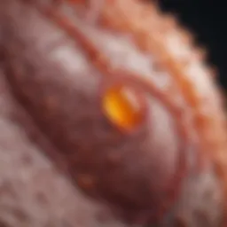 Illustration depicting the cellular composition of inflammatory granulomas.