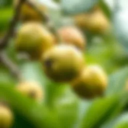 Nutritional benefits of jujube fruit displayed in an infographic