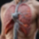Diagram illustrating the action of LABAs in the respiratory system
