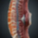 Diagram illustrating lumbar disc structure and function