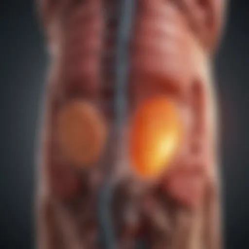 Pathophysiology of IgA Nephropathy