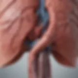 Diagram of liver anatomy illustrating cirrhosis effects