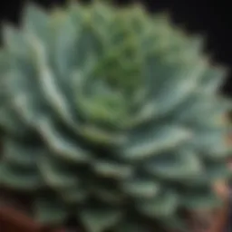 Close-up of a succulent plant showcasing its water-storing abilities.