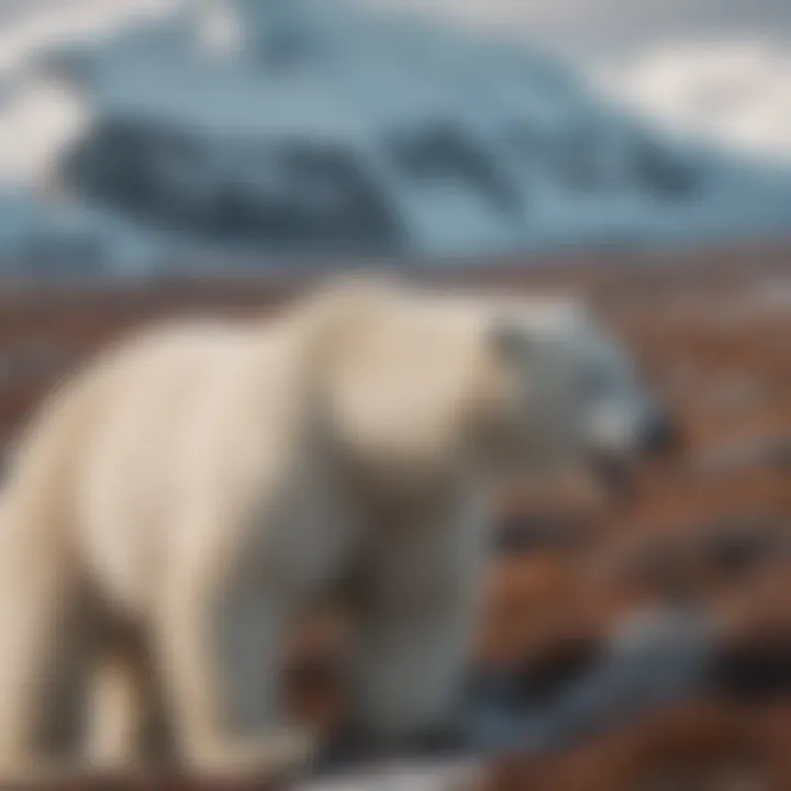 Polar bear interacting with its environment showcasing behavioral adaptations