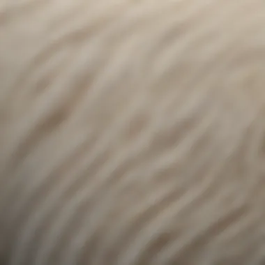 Close-up of polar bear fur showing transparency and hollow structure