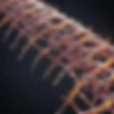 Graphical representation of RNA to cDNA conversion