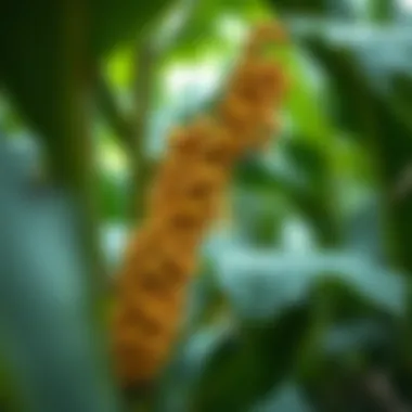 Notable Soybeans in the Amazon: Cultivation, Impact, and Future Prospects