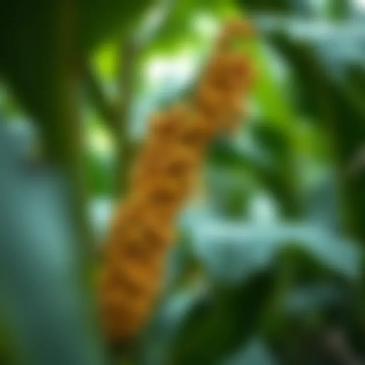 Notable Soybeans in the Amazon: Cultivation, Impact, and Future Prospects