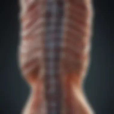 Diagnostic Approaches for Spinal Lymphoma Diagram showing diagnosis approaches for spinal lymphoma.