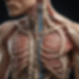 Illustration depicting spinal anatomy focusing on the thoracic region