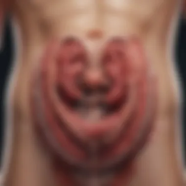 An anatomical illustration of the stomach highlighting ulcer locations.