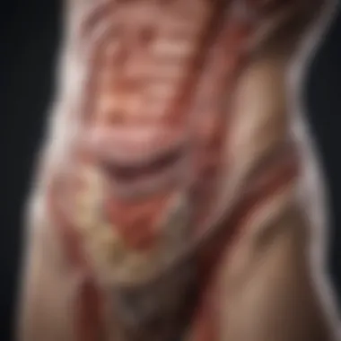 Understanding colon anatomy and function