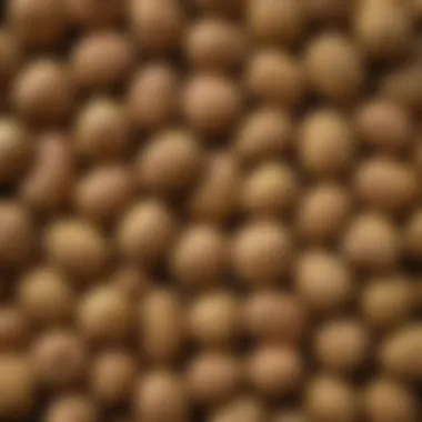 Close-up view of sugar apple seeds showcasing their unique texture and color.