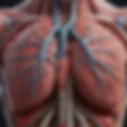 Illustration of pulmonary anatomy highlighting the lungs and blood vessels