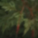Close-up of Brazilian pepper tree leaves showcasing their unique texture
