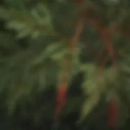 Close-up of Brazilian pepper tree leaves showcasing their unique texture