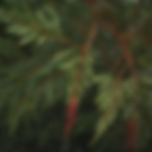 Close-up of Brazilian pepper tree leaves showcasing their unique texture