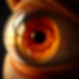 The Complex Structure and Function of the Eye Globe Introduction