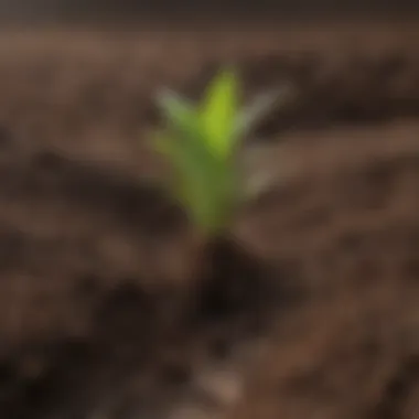 Nitrogen Fixation in Soil Diagram illustrating nitrogen fixation in soil