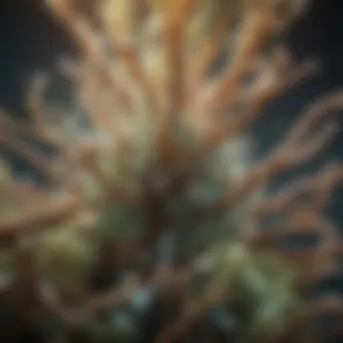 Visual representation of nitrogen-fixing bacteria