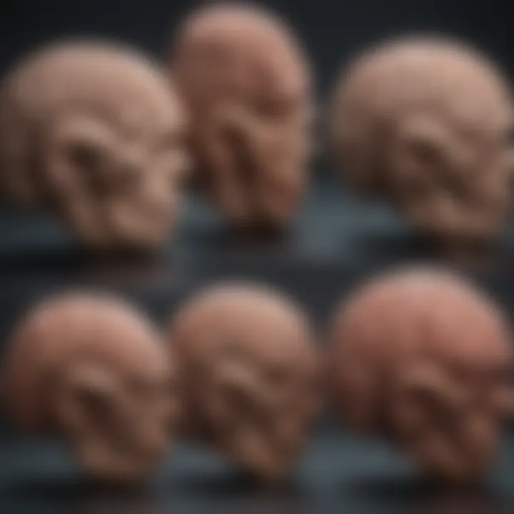 Visual representation of the evolution of brain size over time