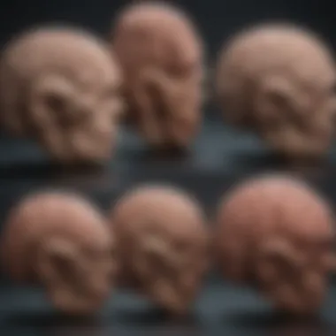Evolution of Brain Size Visual representation of the evolution of brain size over time