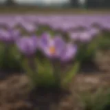 Crocus sativus blooming in the fields