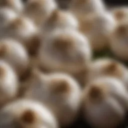 Close-up of fresh garlic bulbs showcasing their natural texture and color