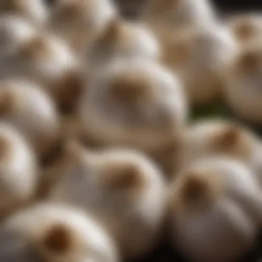 Fresh Garlic Bulbs Close-up of fresh garlic bulbs showcasing their natural texture and color