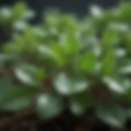 Purslane leaves with dew drops