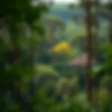 Diverse forest displaying various tree species in a healthy ecosystem