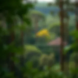 Diverse forest displaying various tree species in a healthy ecosystem