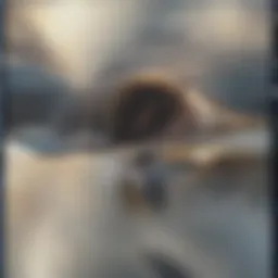 Visual representation of thrombocytopenia causes