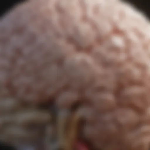 Illustration of the brain highlighting areas affected by ADHD and ASD