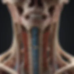 Detailed anatomical diagram of the cervical spine showcasing its structure.