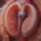 Graphic representation of cystic kidney disease types