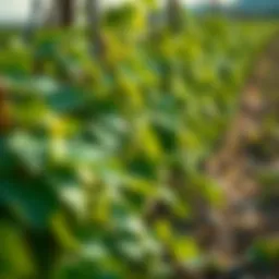 A lush hop field ready for harvest