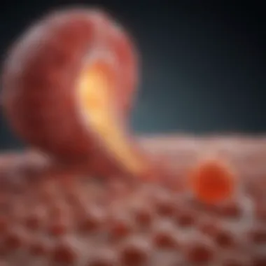 Cholesterol synthesis pathways in the liver