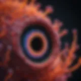 Fluorescence microscopy of MitoSOX dye in cellular samples.