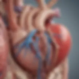An illustration depicting the anatomy of the heart highlighting the mitral valve.