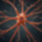 Detailed illustration of a neuron highlighting its components