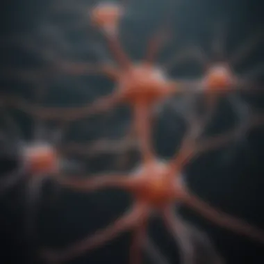 Types of Neurons and Their Functions Visual representation of neuron types and their functions