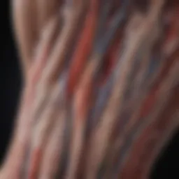 Anatomy of the radial artery