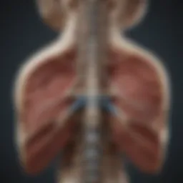 Illustration depicting the anatomy of the spine and stenosis