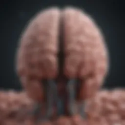 Visual representation of the brain highlighting stress response areas