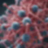 Illustration depicting the molecular structure of targeted prebiotics