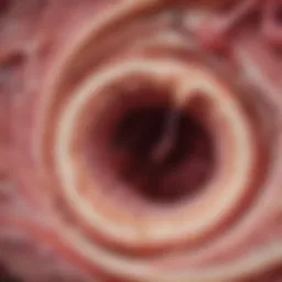 Detailed histological cross-section of the endometrium showcasing its layers